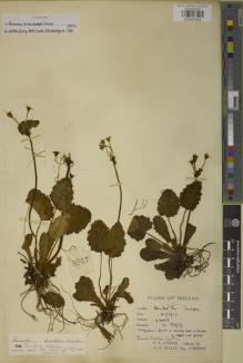 Type specimen at Edinburgh (E). Cooper, Roland: 3917. Barcode: E00930994.