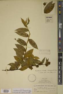 Type specimen at Edinburgh (E). Kingdon-Ward, Francis: 6071. Barcode: E00930996.