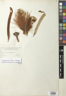 Type specimen at Edinburgh (E). Smith, Herbert: 1888. Barcode: E00932051.