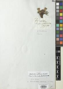 Type specimen at Edinburgh (E). Mathews, Andrew: 682. Barcode: E00932227.