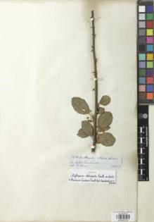 Type specimen at Edinburgh (E). Spruce, Richard: 6024. Barcode: E00932232.