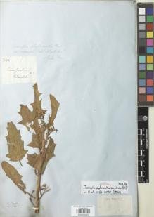 Type specimen at Edinburgh (E). Blanchet, Jacques: 2683. Barcode: E00932233.