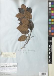 Type specimen at Edinburgh (E). Spruce, Richard: 2717. Barcode: E00932234.
