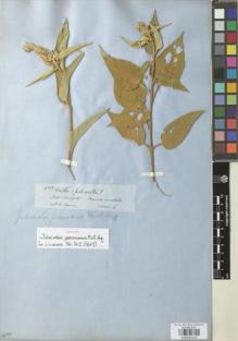 Type specimen at Edinburgh (E). Spruce, Richard: 4290. Barcode: E00932237.
