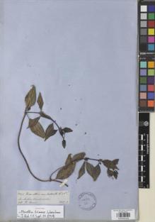 Type specimen at Edinburgh (E). Spruce, Richard: 5092. Barcode: E00932349.