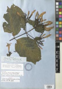 Type specimen at Edinburgh (E). Spruce, Richard: 4943. Barcode: E00932371.