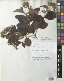 Type specimen at Edinburgh (E). Purdie, William: S.N.. Barcode: E00932394.