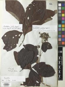 Type specimen at Edinburgh (E). Purdie, William: S.N.. Barcode: E00932395.