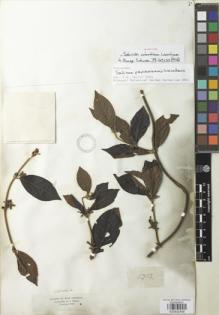 Type specimen at Edinburgh (E). Triana, Jose: 1752. Barcode: E00932458.