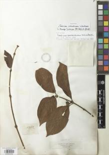 Type specimen at Edinburgh (E). Triana, Jose: 1752. Barcode: E00932459.