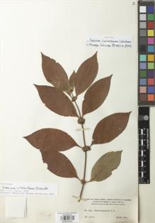 Type specimen at Edinburgh (E). Smith, Herbert: 1834. Barcode: E00932461.