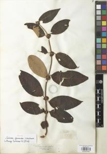 Type specimen at Edinburgh (E). Triana, Jose: 1756. Barcode: E00932463.