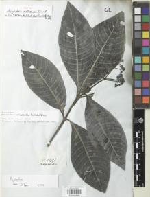 Type specimen at Edinburgh (E). Mathews, Andrew: 1491. Barcode: E00932688.