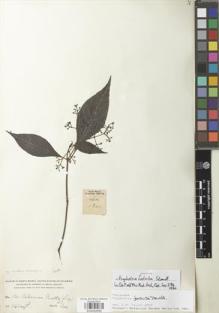 Type specimen at Edinburgh (E). Smith, Herbert: 1821. Barcode: E00932695.