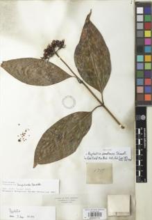 Type specimen at Edinburgh (E). Triana, Jose: 1709. Barcode: E00932722.
