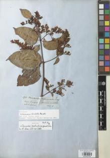 Type specimen at Edinburgh (E). Spruce, Richard: 3933. Barcode: E00932789.