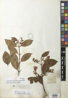 Type specimen at Edinburgh (E). Triana, Jose: 1739. Barcode: E00932790.