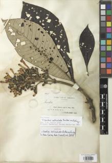 Type specimen at Edinburgh (E). Rusby, Henry: 1895. Barcode: E00932791.