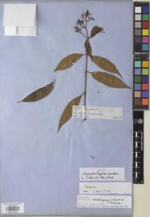 Type specimen at Edinburgh (E). Spruce, Richard: 6010. Barcode: E00932802.