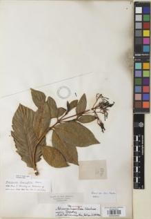 Type specimen at Edinburgh (E). Triana, Jose: 1639. Barcode: E00932835.