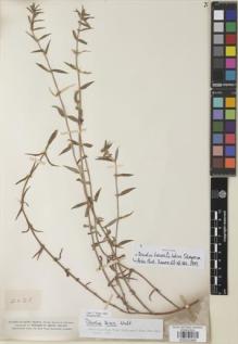 Type specimen at Edinburgh (E). Smith, Herbert: 2628. Barcode: E00932888.