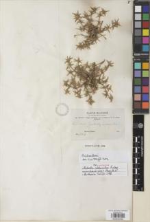 Type specimen at Edinburgh (E). Bang, Miguel: 949. Barcode: E00932994.