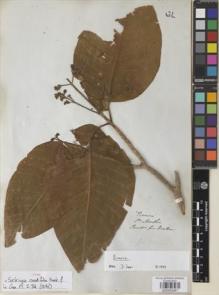 Type specimen at Edinburgh (E). Purdie, William: . Barcode: E00933047.