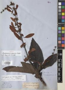 Type specimen at Edinburgh (E). Spruce, Richard: S.N.. Barcode: E00933050.