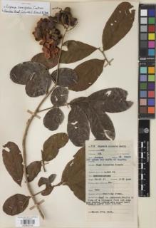Type specimen at Edinburgh (E). Lawrence, Alexander: 713. Barcode: E00933104.