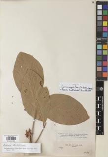 Type specimen at Edinburgh (E). Smith, Herbert: 1695. Barcode: E00933123.