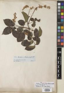 Type specimen at Edinburgh (E). Spruce, Richard: 6011. Barcode: E00933192.