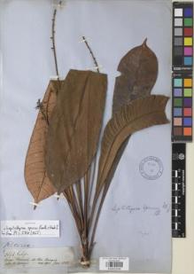 Type specimen at Edinburgh (E). Spruce, Richard: 2596. Barcode: E00933249.