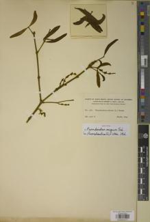 Type specimen at Edinburgh (E). Smith, Herbert: 1281. Barcode: E00933377.