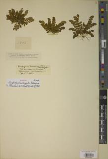 Type specimen at Edinburgh (E). Smith, Herbert: 1346. Barcode: E00933401.
