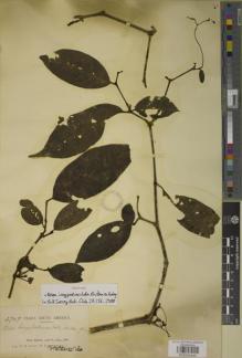 Type specimen at Edinburgh (E). Rusby, Henry: 2709. Barcode: E00933445.