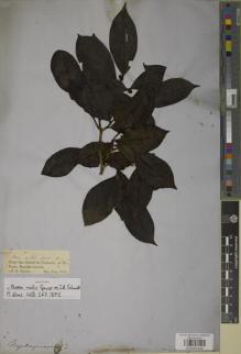 Type specimen at Edinburgh (E). Spruce, Richard: 2327. Barcode: E00933449.