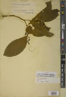 Type specimen at Edinburgh (E). Rusby, Henry: 2527. Barcode: E00933458.