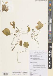 Type specimen at Edinburgh (E). Pooma, Rachun; Karaket, Preecha; Pattharahirantricin, N.; Supachok, P.: 7917. Barcode: E00933559.