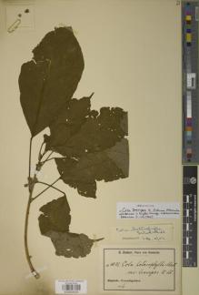 Type specimen at Edinburgh (E). Zenker, Georg: 1031. Barcode: E00934003.