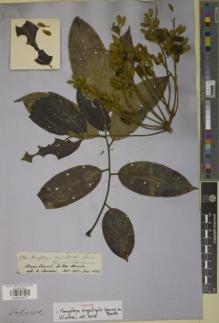 Type specimen at Edinburgh (E). Spruce, Richard: 2761. Barcode: E00934017.