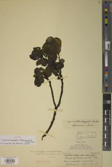 Type specimen at Edinburgh (E). Kingdon-Ward, Francis: 5870. Barcode: E00934019.