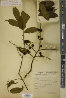 Type specimen at Edinburgh (E). Esquirol, Joseph: 3737. Barcode: E00934025.