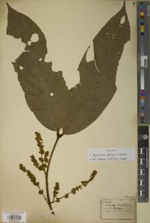 Type specimen at Edinburgh (E). Henry, Augustine: 13307. Barcode: E00934028.