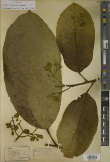 Type specimen at Edinburgh (E). Henry, Augustine: 10703. Barcode: E00934030.