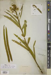 Type specimen at Edinburgh (E). Blanchet, Jacques: 2574. Barcode: E00934038.