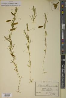 Type specimen at Edinburgh (E). Schimper, Georg: 1218. Barcode: E00934049.