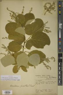 Type specimen at Edinburgh (E). Forrest, George: 10387. Barcode: E00934051.