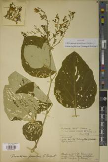 Type specimen at Edinburgh (E). Forrest, George: 10918. Barcode: E00934052.