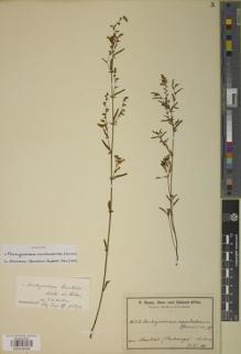 Type specimen at Edinburgh (E). Baum, Hugo: 252. Barcode: E00934056.