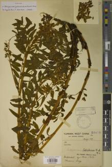 Type specimen at Edinburgh (E). Forrest, George: 15935. Barcode: E00934058.
